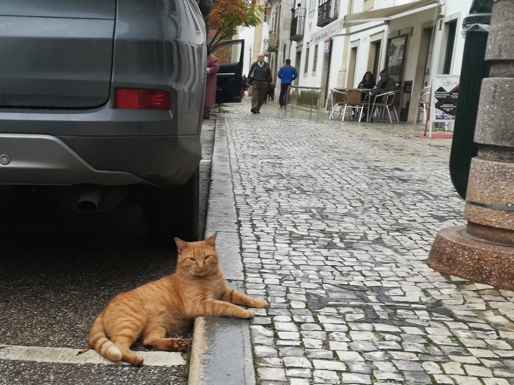 gato IMG 20191129 093339