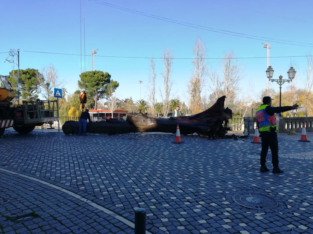 Tronco de grandes dimensões retirado do rio Nabão (c/ vídeos e fotos) IMG 20191227 143527