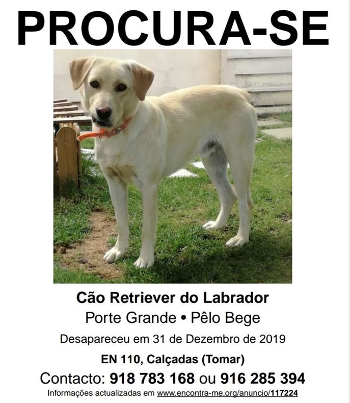 Thor continua desaparecido apelo 95210656 5413868669597908992 o