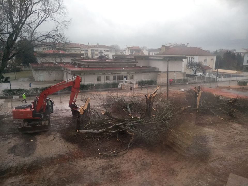 Razia total nas árvores da Várzea Grande arvores 815 4049159986868125696 o