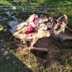 Ovelhas mortas e estripadas por cães vadios em Tomar (c/ fotos) ovelhas 1 1222297750561882112 n