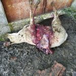 Ovelhas mortas e estripadas por cães vadios em Tomar (c/ fotos) ovelhas 239 4198528452522934272 n