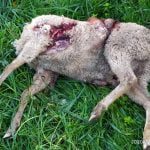 Ovelhas mortas e estripadas por cães vadios em Tomar (c/ fotos) ovelhas 23 2593955179275485184 n