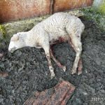 Ovelhas mortas e estripadas por cães vadios em Tomar (c/ fotos) ovelhas 577 3215959262274519040 n
