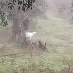 Mais seis ovelhas mortas por cães e desta vez há fotos ovelhas 5938291 8676422073561645056 n