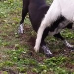 Mais seis ovelhas mortas por cães e desta vez há fotos ovelhas 604966 5016984593044078592 n
