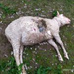 Mais seis ovelhas mortas por cães e desta vez há fotos ovelhas 85 6461630571431854080 n