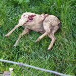 Ovelhas mortas e estripadas por cães vadios em Tomar (c/ fotos) ovelhas 5694414756551589888 n