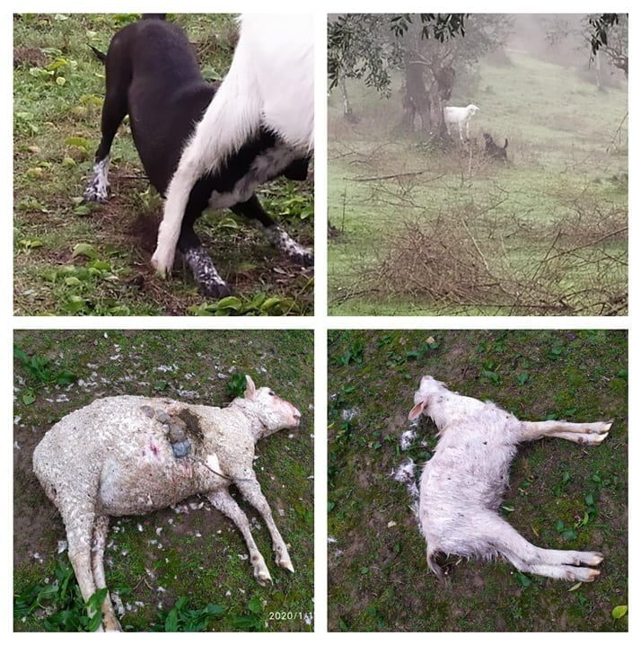 Mais seis ovelhas mortas por cães e desta vez há fotos ovelhas mortas 56789 1