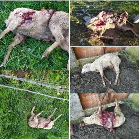 Ovelhas mortas e estripadas por cães vadios em Tomar (c/ fotos) ovelhas mortas caes