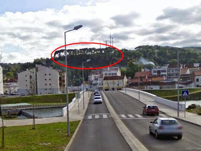Este pinhal tem 125 anos pinhal santa b