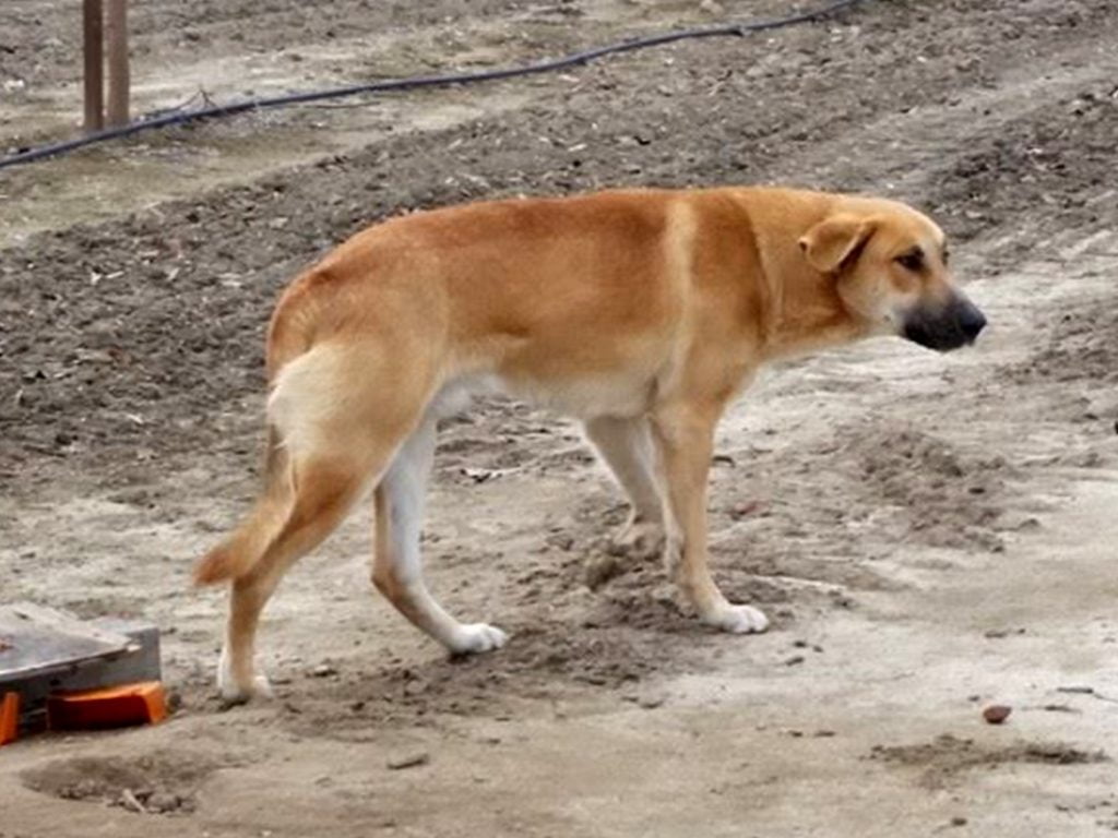 Distrito: 81 casos de maus-tratos e abandono de animais cao gato 56