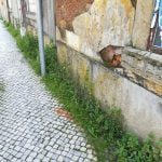 ervas IMG 20200221 134352