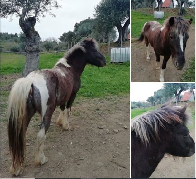Apelo: de quem é este cavalo? (Atualização)* apelo 5678