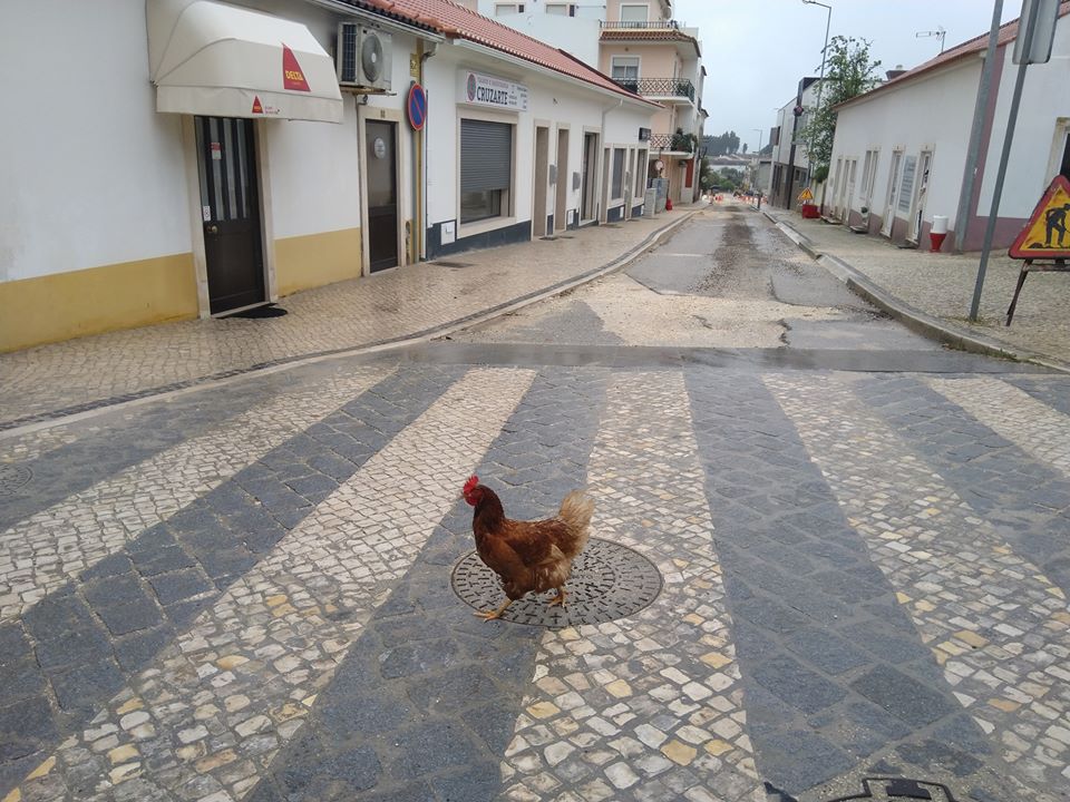 Insólito em Ferreira do Zêzere galinha fz 4347918 7297711638533111808 o