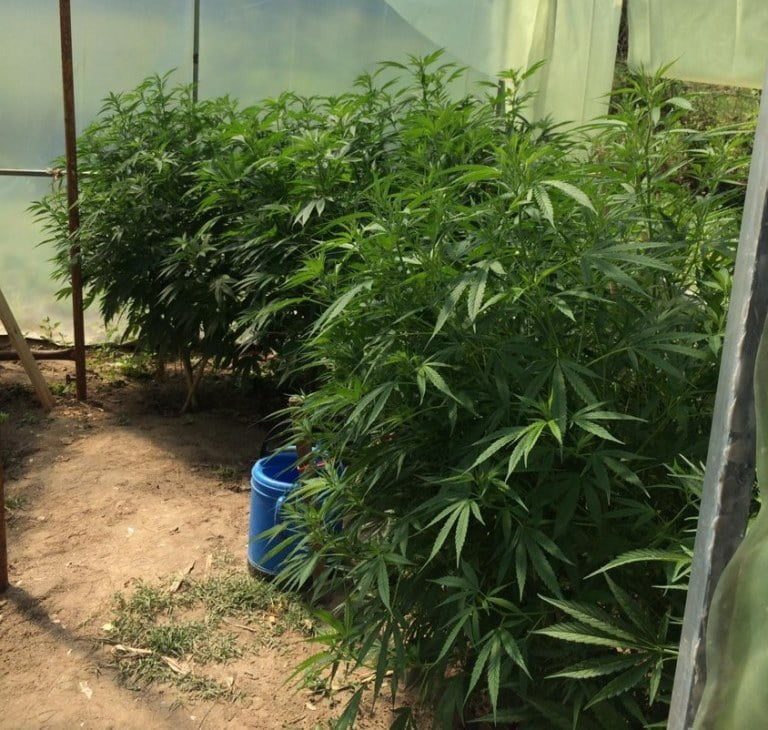 Ourém: GNR detém sexagenário em flagrante a cultivar cannabis cannabis GNR Santarem Apreensao