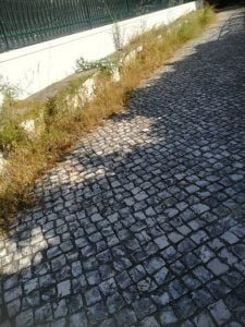 ervas 060 9062131388240625664 n