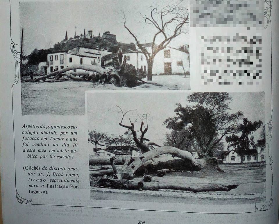 O eucalipto que foi derrubado por um furacão na Várzea Grande eucalipto 1919 039 4477733835370397696 o