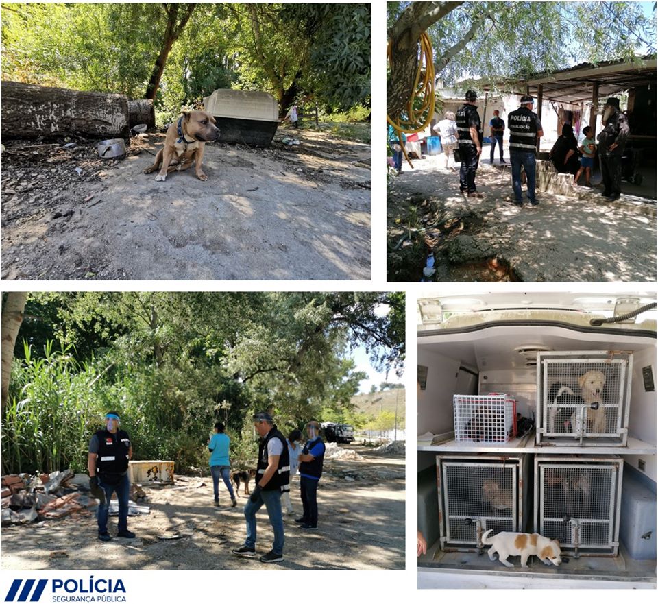 PSP e veterinária resgatam oito cães do Flecheiro caes flecheiro 2843 8812213922326164870 o