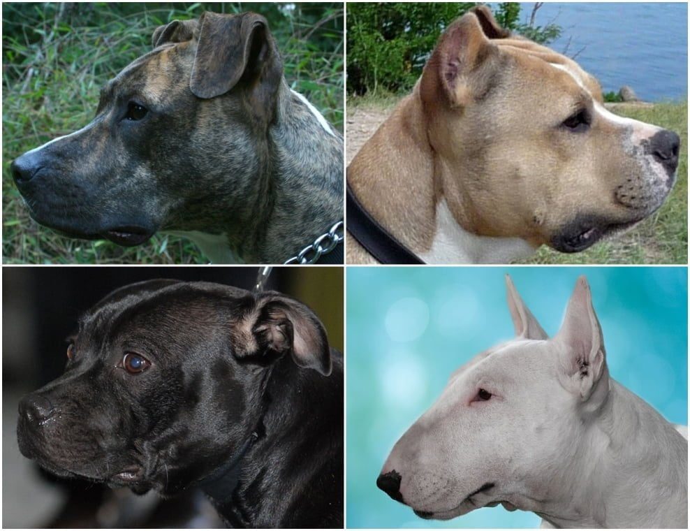 PSP dá formação a quem tem cães perigosos caes perigosos