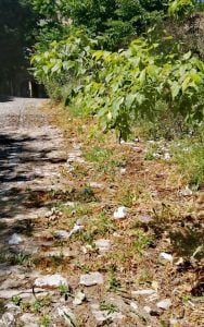 Tomarenses indignados com lixo à volta do castelo lixo calcada 42 2992908071775592837 n