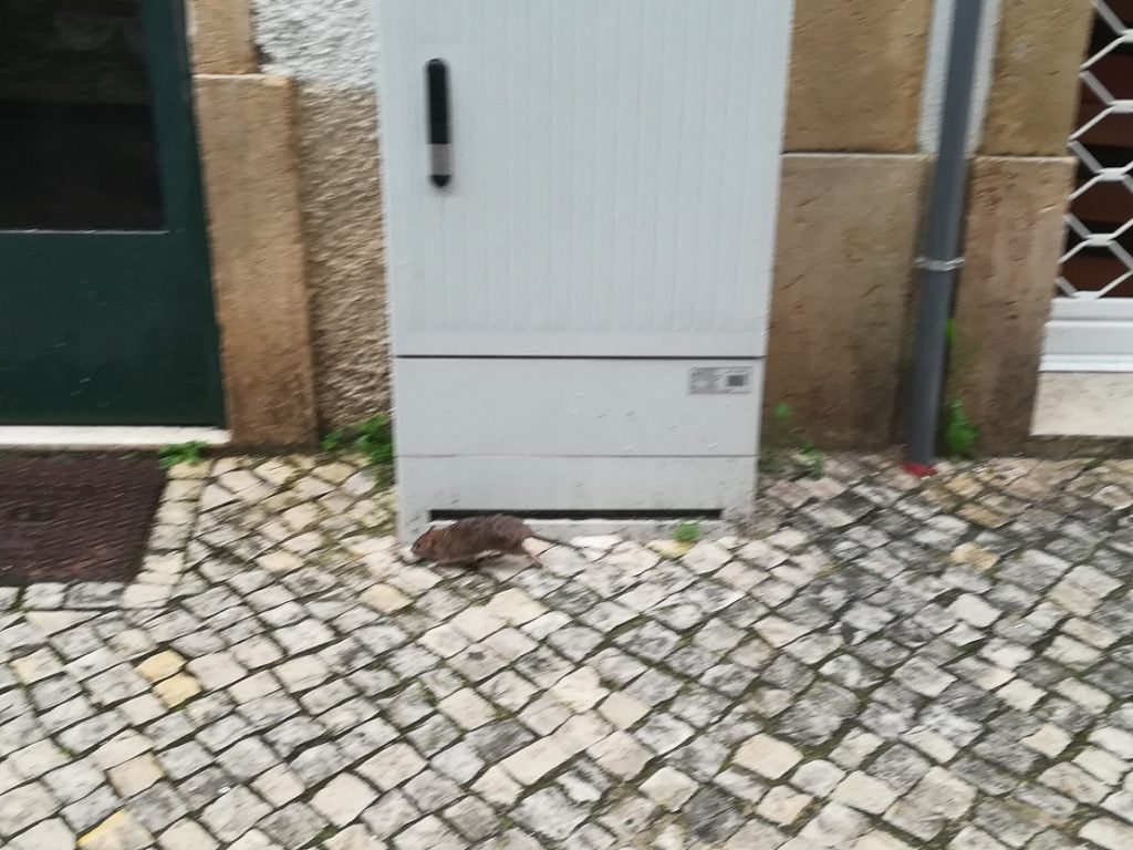 Quase 12 mil euros para acabar com os ratos na cidade rato IMG 20200409 132324