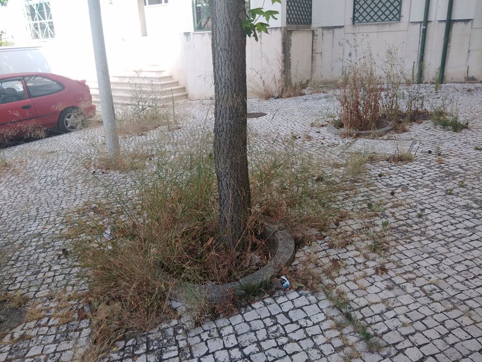 Problema das ervas na cidade e na zona industrial persiste ervas 10 3067363403645862097 o