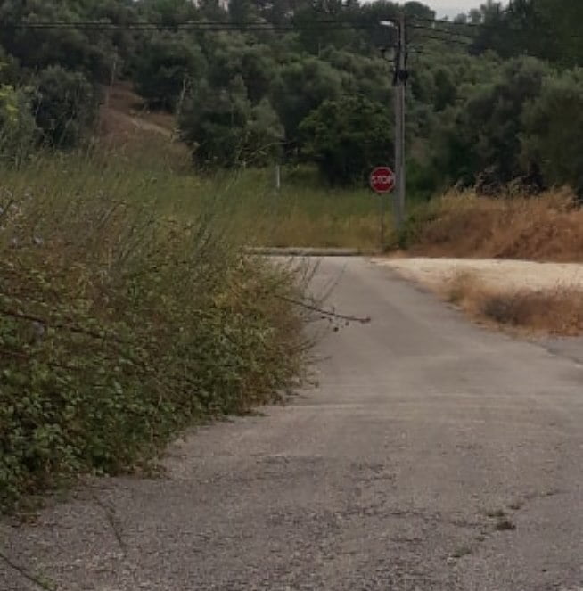 Silvado invade estrada ervas 423019020327386484 n