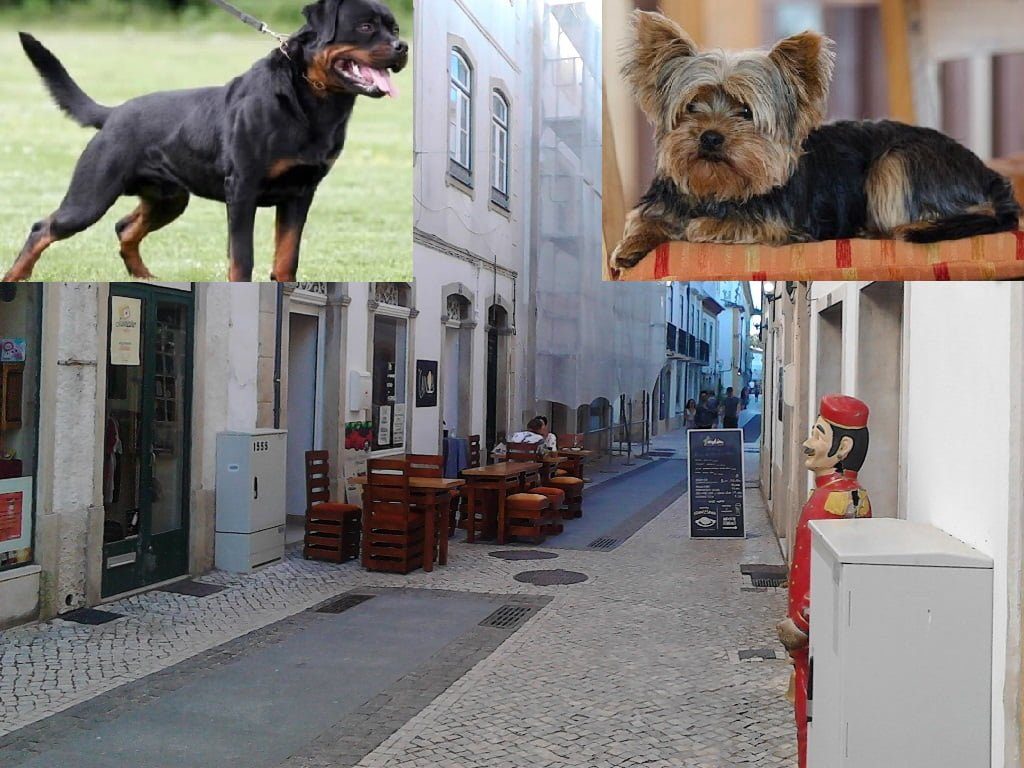 Rottweiler ataca Yorkshire no centro histórico de Tomar rua silva magalhaes IMG 20200725 192608 Copia