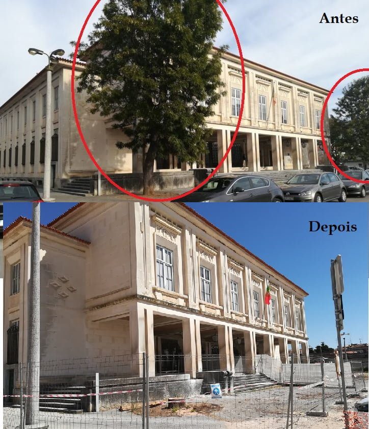 Cortaram as últimas árvores da Várzea Grande arvores tribunal
