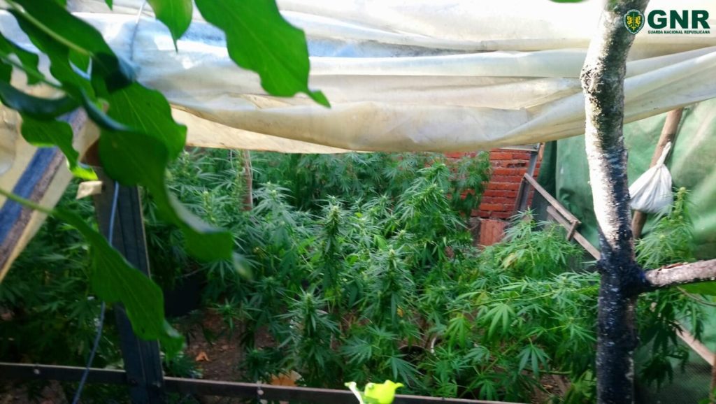 Homem detido com 13 plantas de Canábis cannabis 66548 2266345177426315688 o
