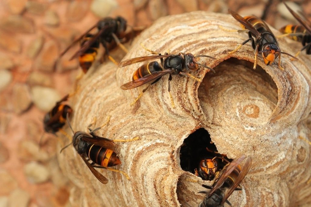 Vespa Asiatica