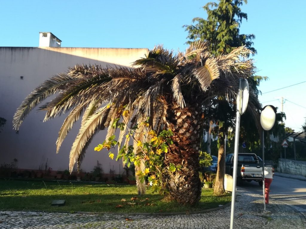 De uma palmeira que está a morrer nasce uma figueira palmeira figueira IMG 20201030 075440