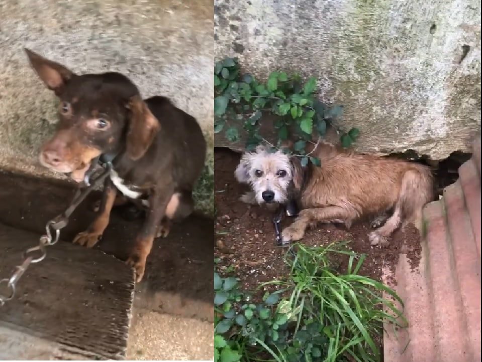 Cadelas maltratadas e abusadas sexualmente em Tomar (c/ vídeo) caes