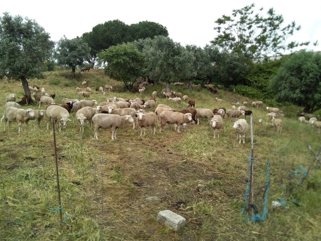 Quarenta borregos roubados de uma propriedade em Abrantes borregos ovelhas 1040489680388227072 o