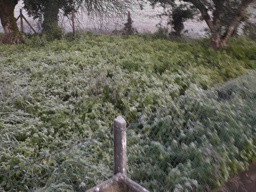 frio geada 65174018814 3128612998907447297 o