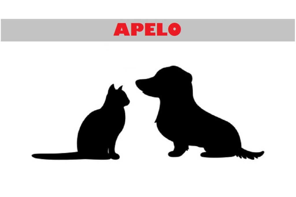 Apelos: animais desaparecidos apelo 6789
