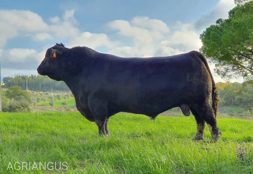 Primeiro leilão de bovinos reprodutores em Tomar bovino agriangus 235720 4285099982299594752 o