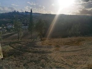 Encosta de Nª Srª da Piedade despida após limpeza de terreno encosta 157 8666758094838960494 n