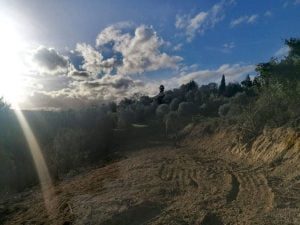 Encosta de Nª Srª da Piedade despida após limpeza de terreno encosta 6576 1685215802590914847 n