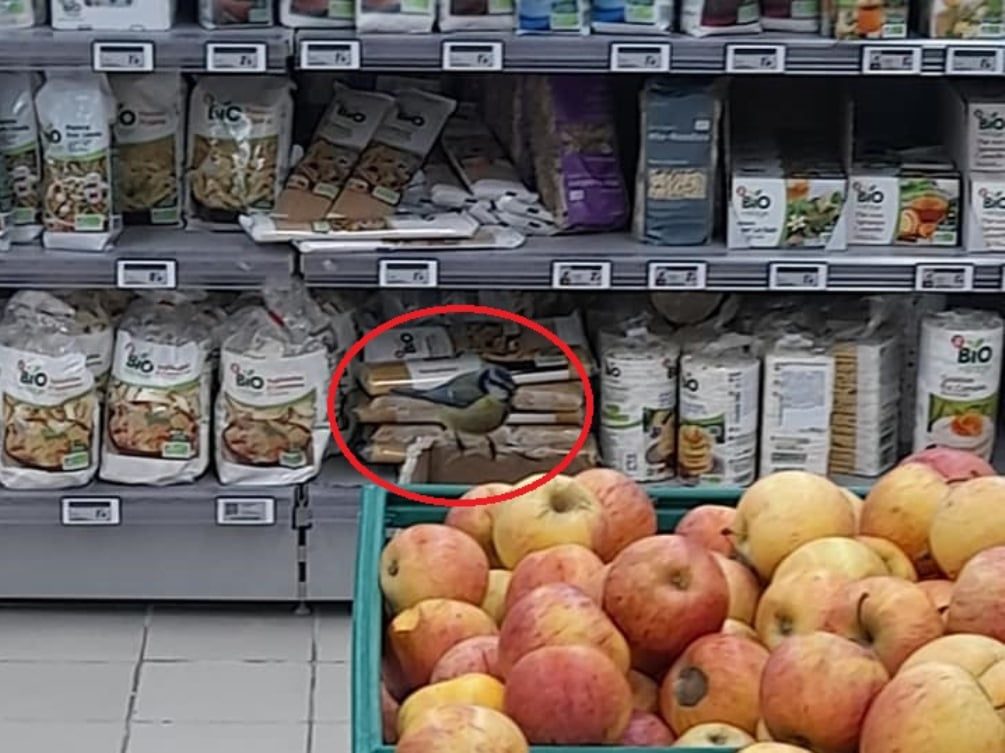 Um pássaro no hipermercado insol 3303480711734 3121419432324485592 n