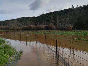 Rio Nabão galgou margens e submergiu parte do passadiço do Prado rio passadico 720198 6241050532391369381 n