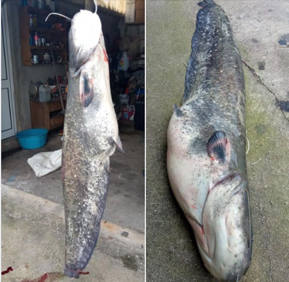 Siluro de 19 quilos pescado no rio Tejo siluro 789