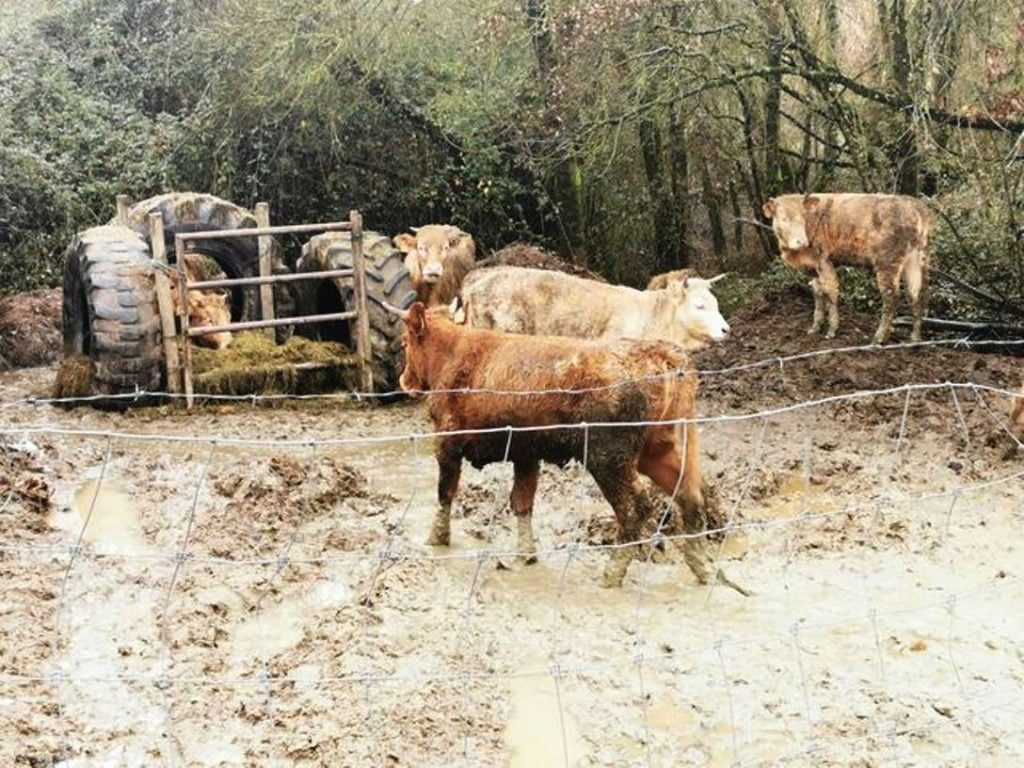 Cidadãos denunciam condições deploráveis em que se encontram vacas vacas 436 3141332790591769787 n