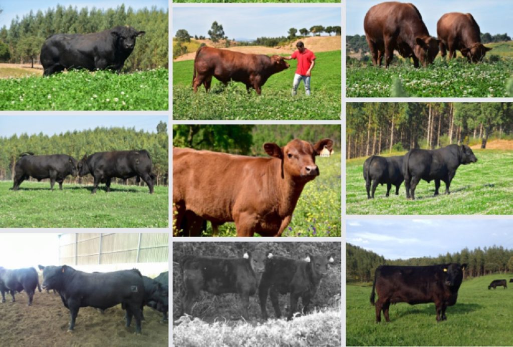 Primeiro leilão da Agriangus foi um sucesso bois bovinos agriangus