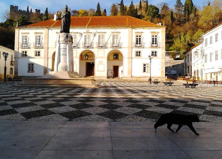 Concurso “à medida” na câmara de Tomar é motivo de chacota nacional camara gato IMG 20141204 104756