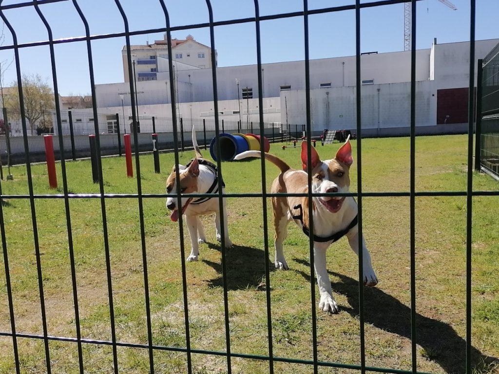 parque canino IMG 20210321 105351