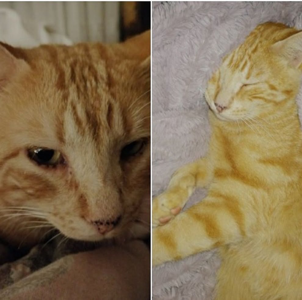 Apelo: gato de Tomar levado para Alvaiázere apelo gato