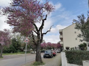 Corte de ramos de árvore provoca polémica arvore bairro IMG 20210401 131713