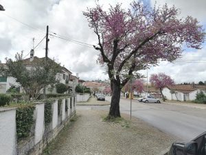 Corte de ramos de árvore provoca polémica arvore bairro IMG 20210401 131737